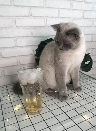 喵喵星球猫咖
