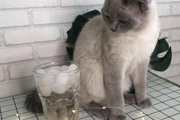 喵喵星球猫咖