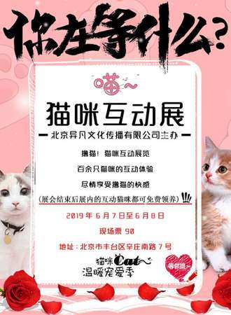北京猫咪互动展