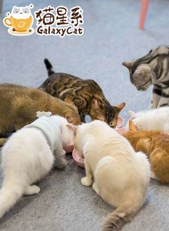2019深圳·猫星系桌游猫咖