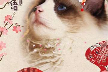 喵町物语-猫咖