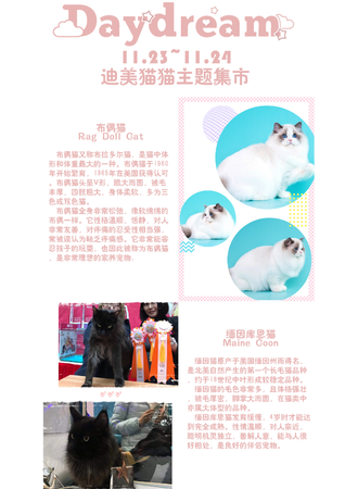 上海daydream吸猫领养集市