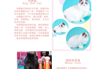 【展宣】上海daydream吸猫领养集市