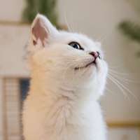 花花与三猫