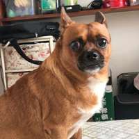 土狼