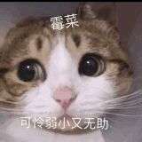 霉菜