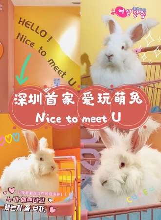 深圳首家爱玩萌兔