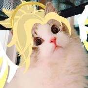 狐七