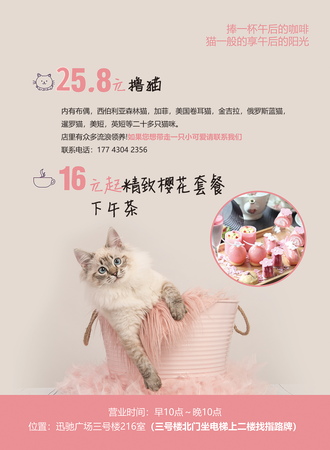 喵了个咖撸猫馆