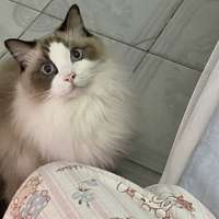 是猫猫呀 的空间